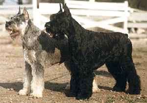 Giant Schnauzer - Dog Breed wallpaper