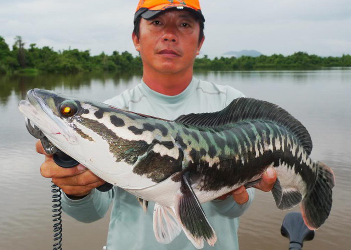 Giant snakehead