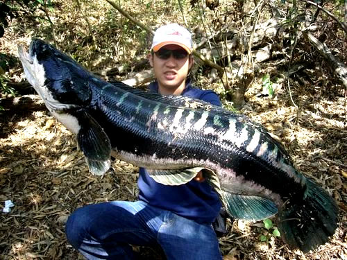 Pretty Giant snakehead