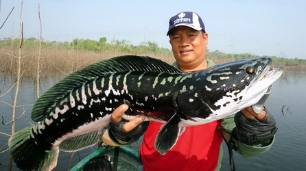 Pretty Giant snakehead