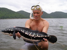 Pretty Giant snakehead