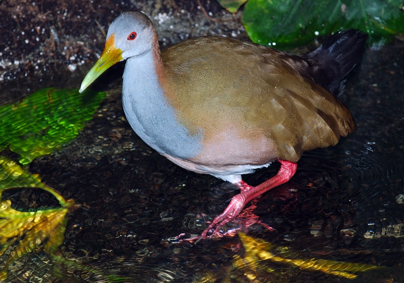 Giant wood-rail