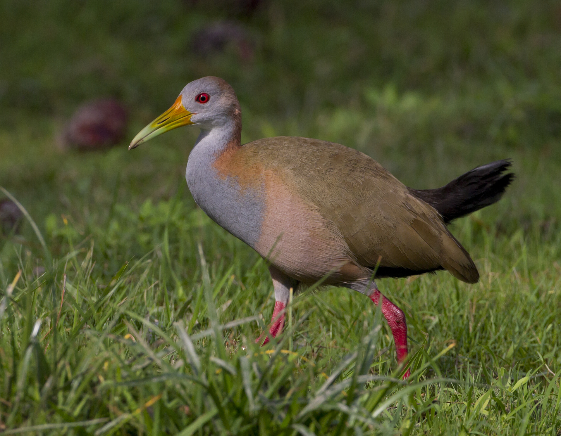 Pretty Giant wood-rail