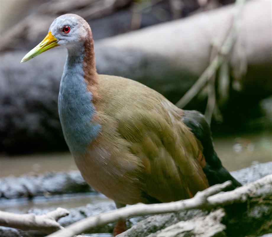 Pretty Giant wood-rail