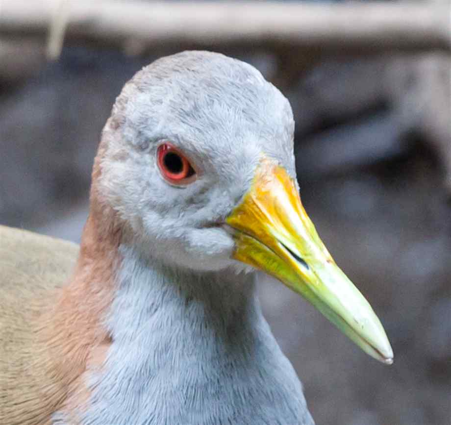 Pretty Giant wood-rail