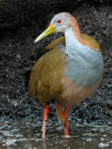 Pretty Giant wood-rail