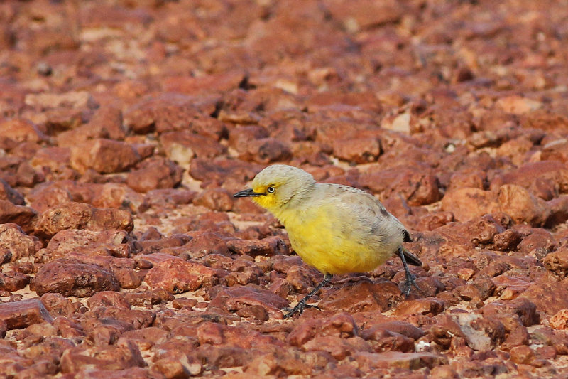 Pretty Gibberbird