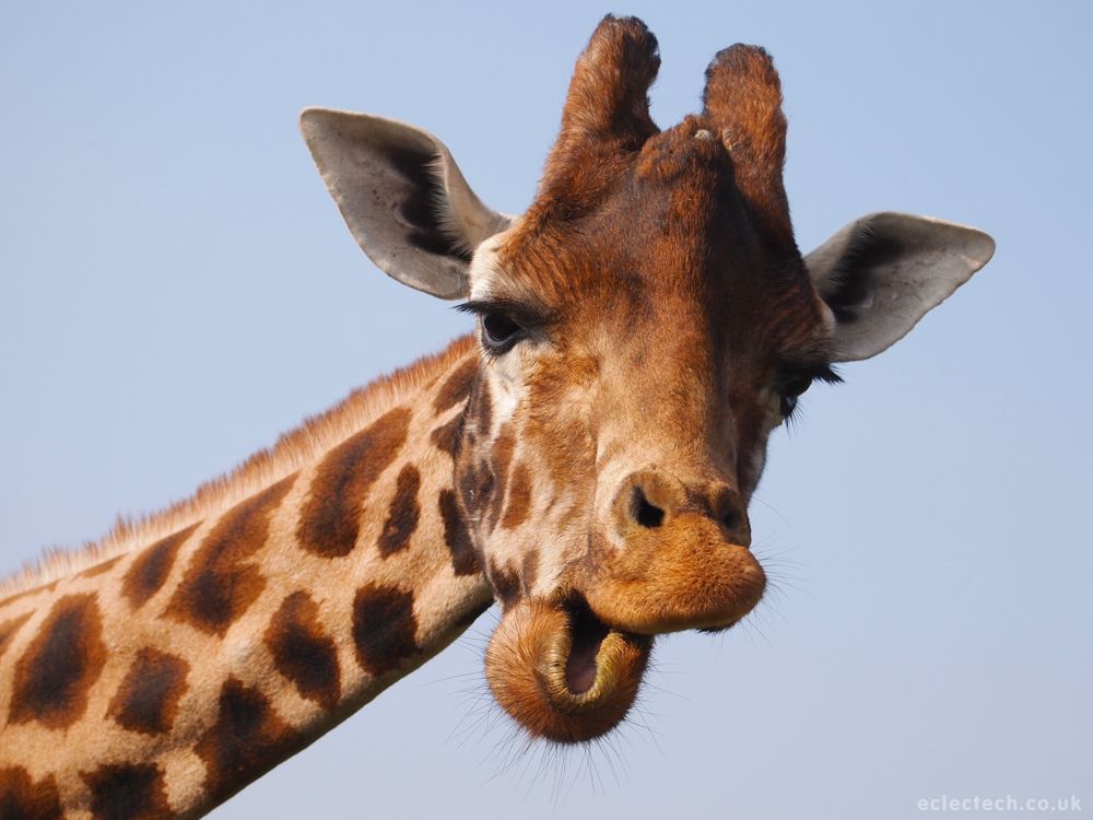 Pretty Giraffe