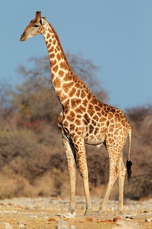 Cute Giraffe