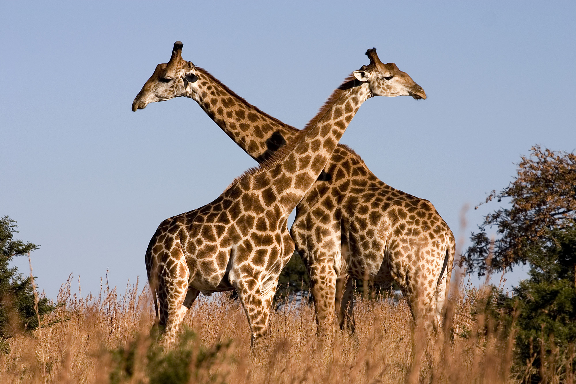 Wallpaper Giraffe