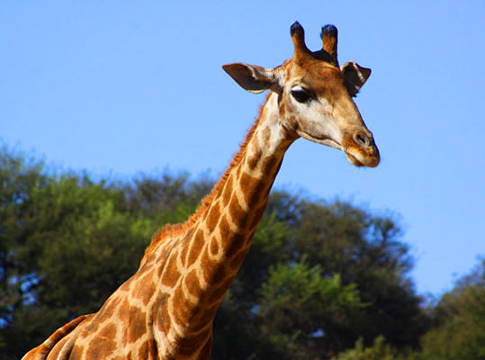 Photo Giraffe