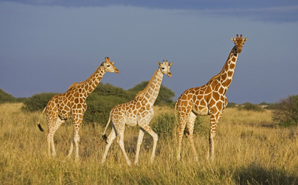 Giraffe photo 