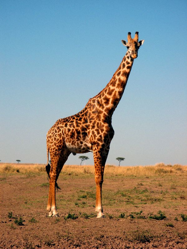 Giraffe wallpaper