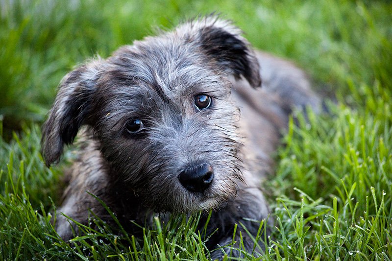 Wallpaper Glen of Imaal Terrier - Dog Breed