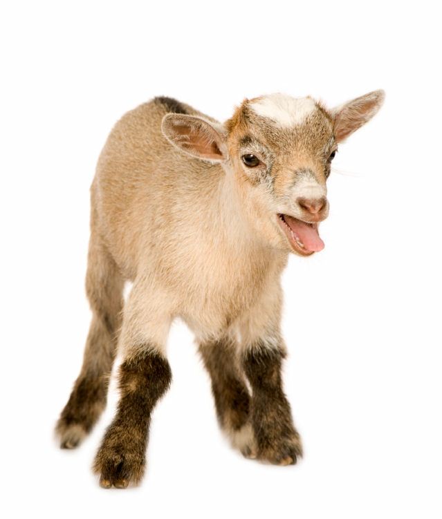 Cool Goat