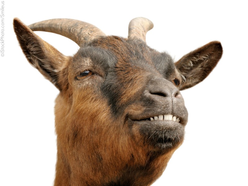 Pretty Goat