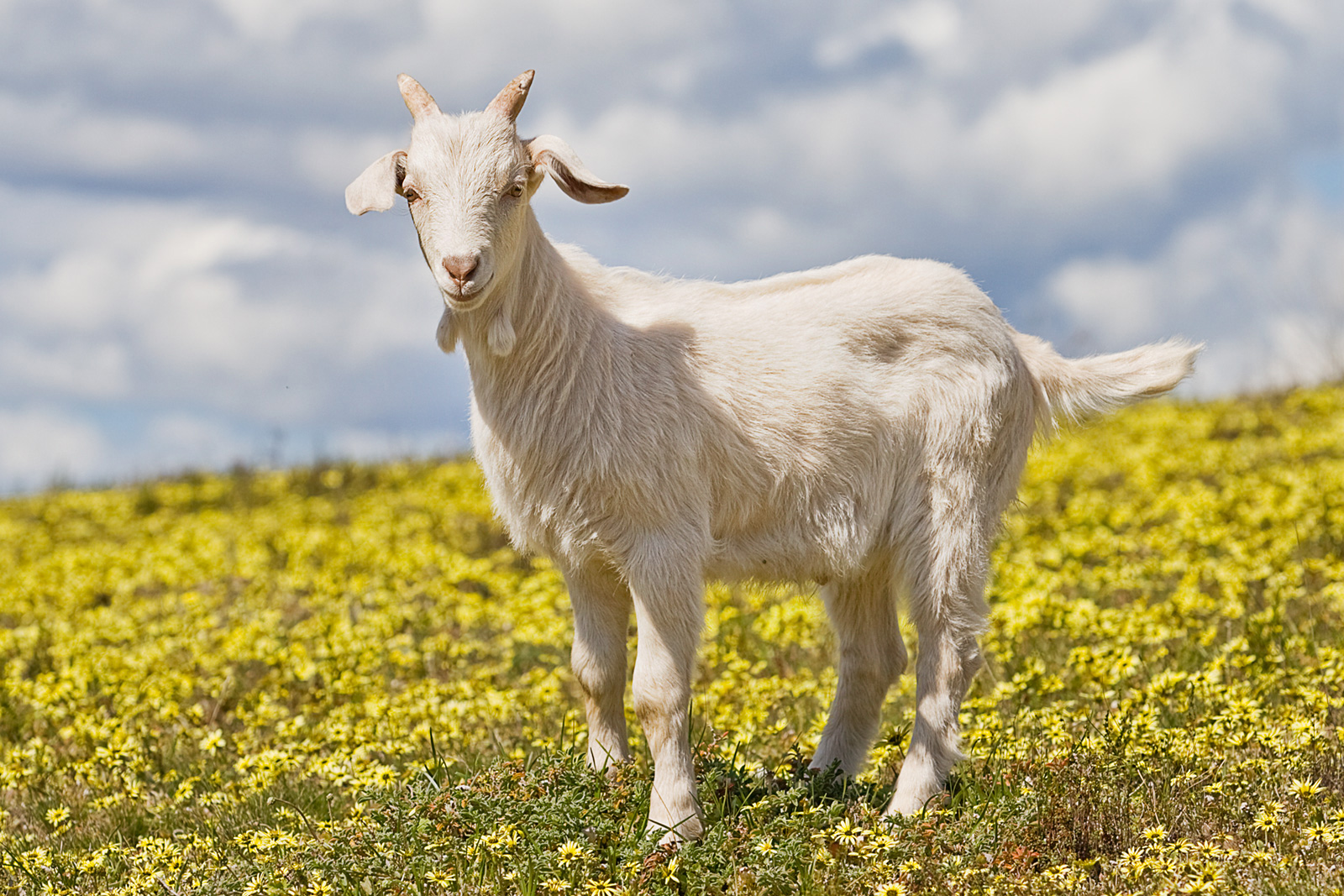 Wallpaper Goat