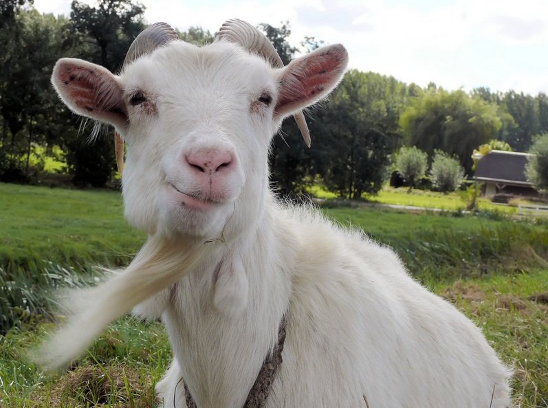 Photo Goat