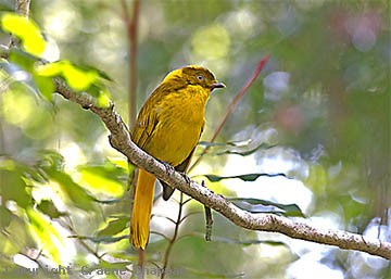 Pretty Golden bowerbird