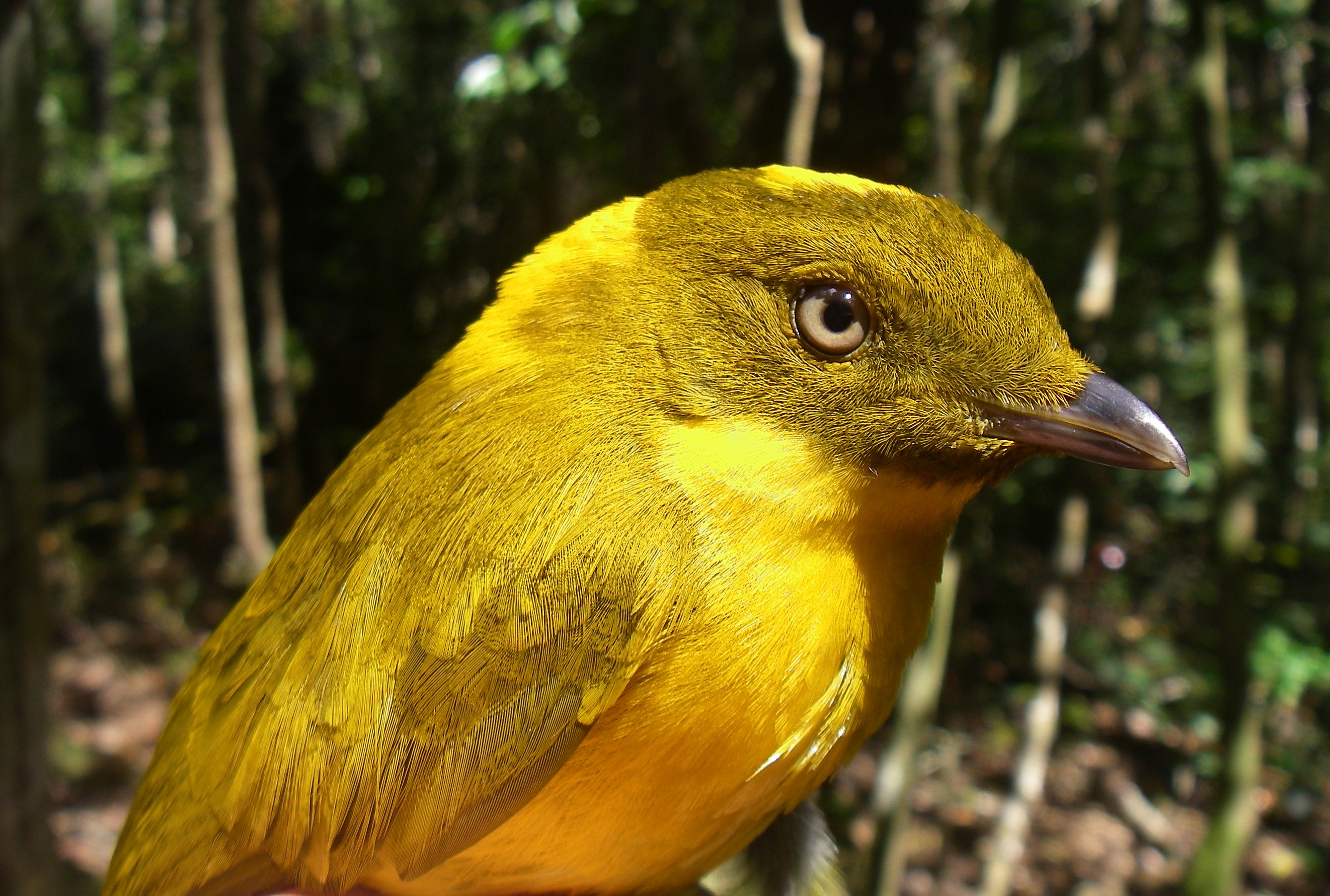 Pretty Golden bowerbird