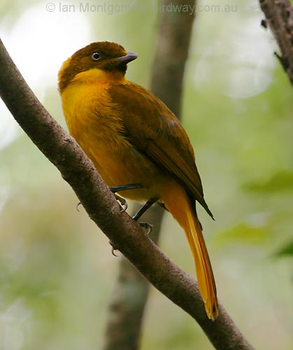 Pretty Golden bowerbird