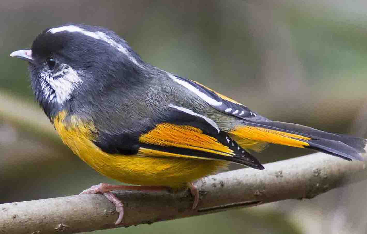 Golden-breasted fulvetta