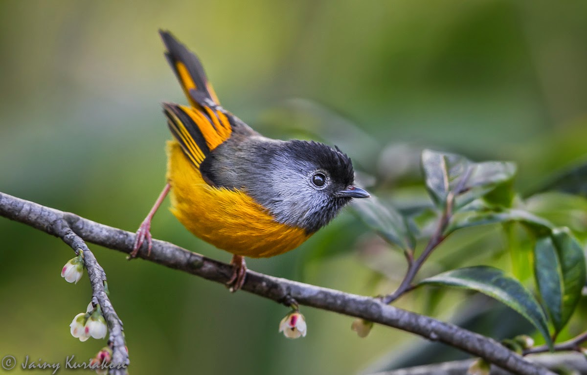Pretty Golden-breasted fulvetta