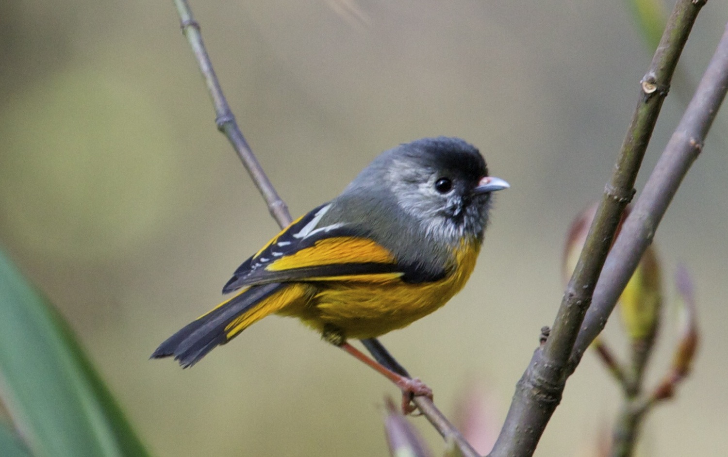 Pretty Golden-breasted fulvetta