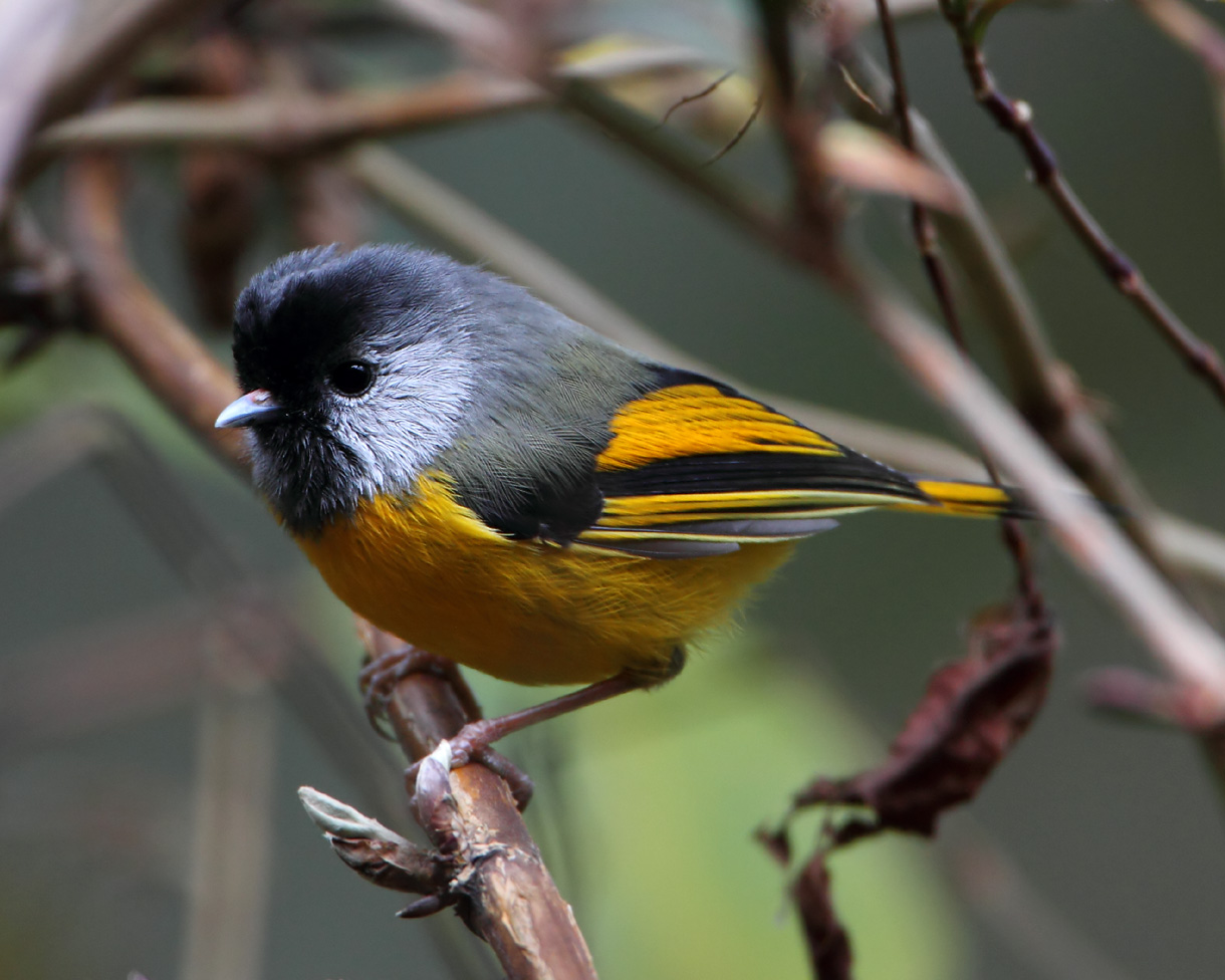 Pretty Golden-breasted fulvetta