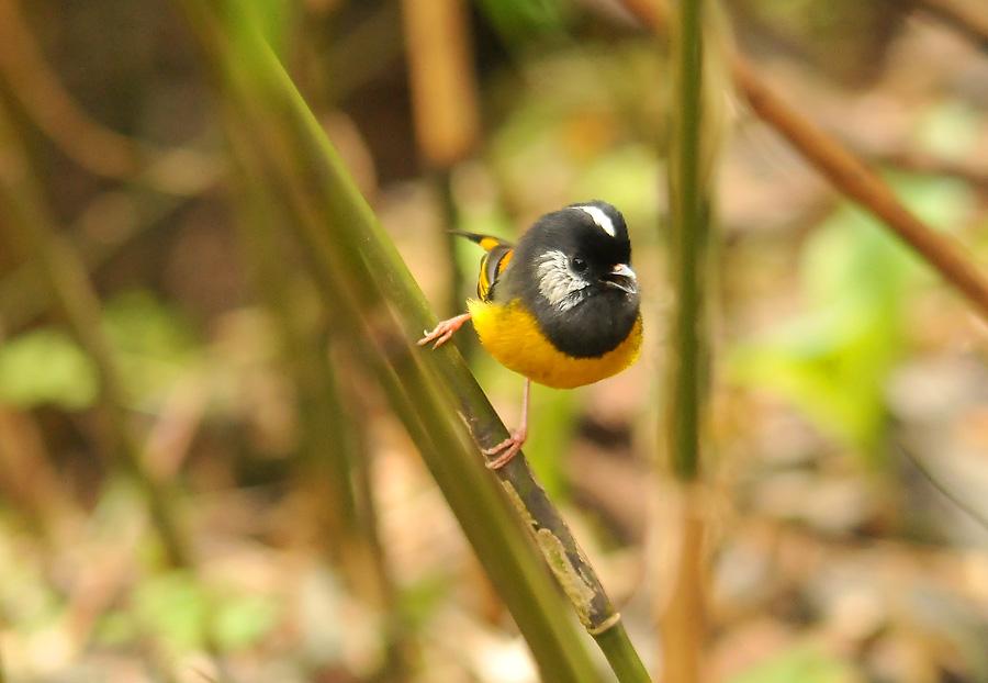 Pretty Golden-breasted fulvetta