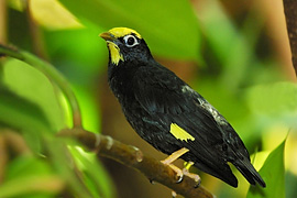 Pretty Golden-crested myna