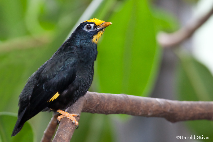 Pretty Golden-crested myna