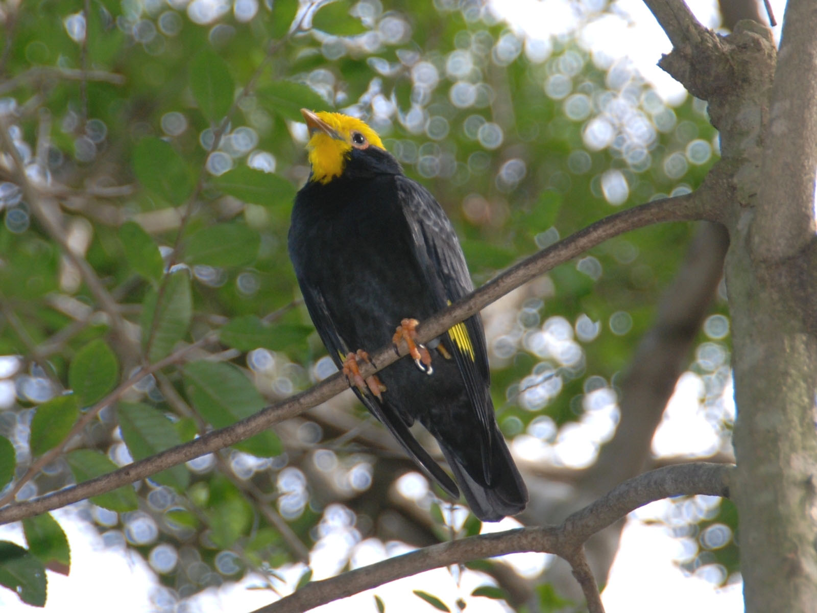 Pretty Golden-crested myna