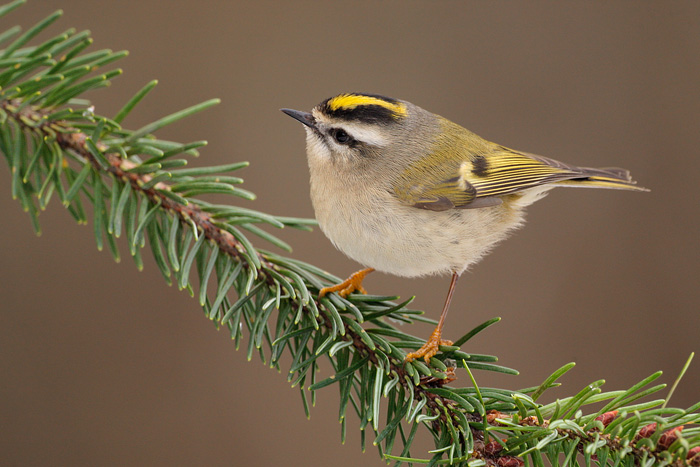 Golden-crowned kinglet