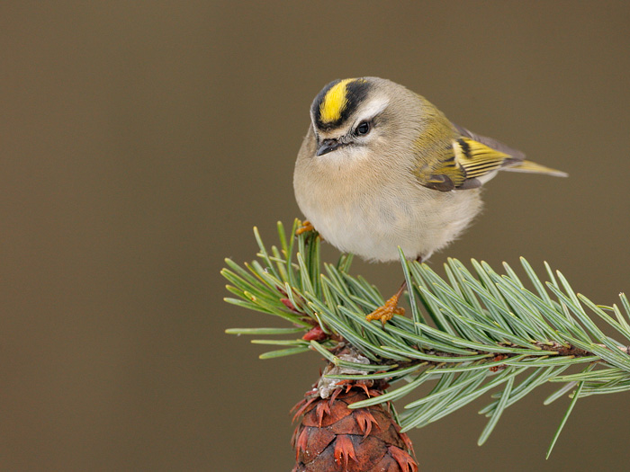 Pretty Golden-crowned kinglet