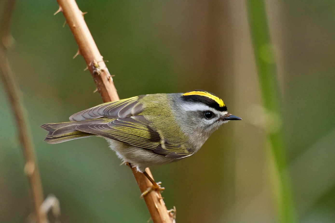 Pretty Golden-crowned kinglet