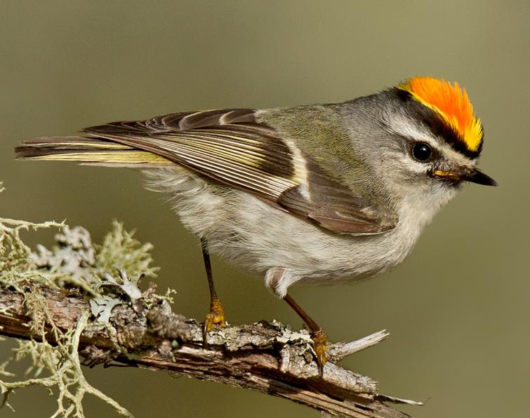Pretty Golden-crowned kinglet