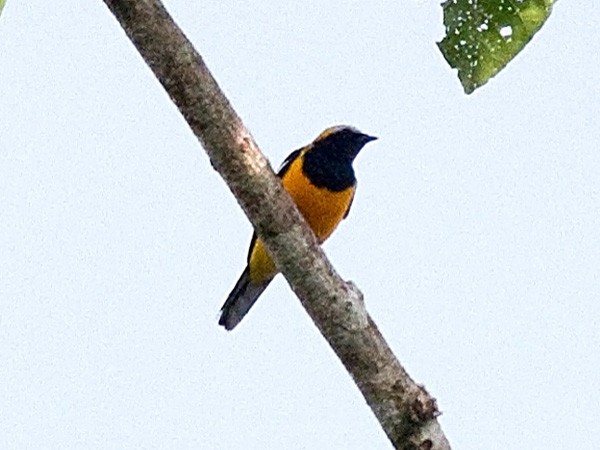 Golden cuckoo-shrike