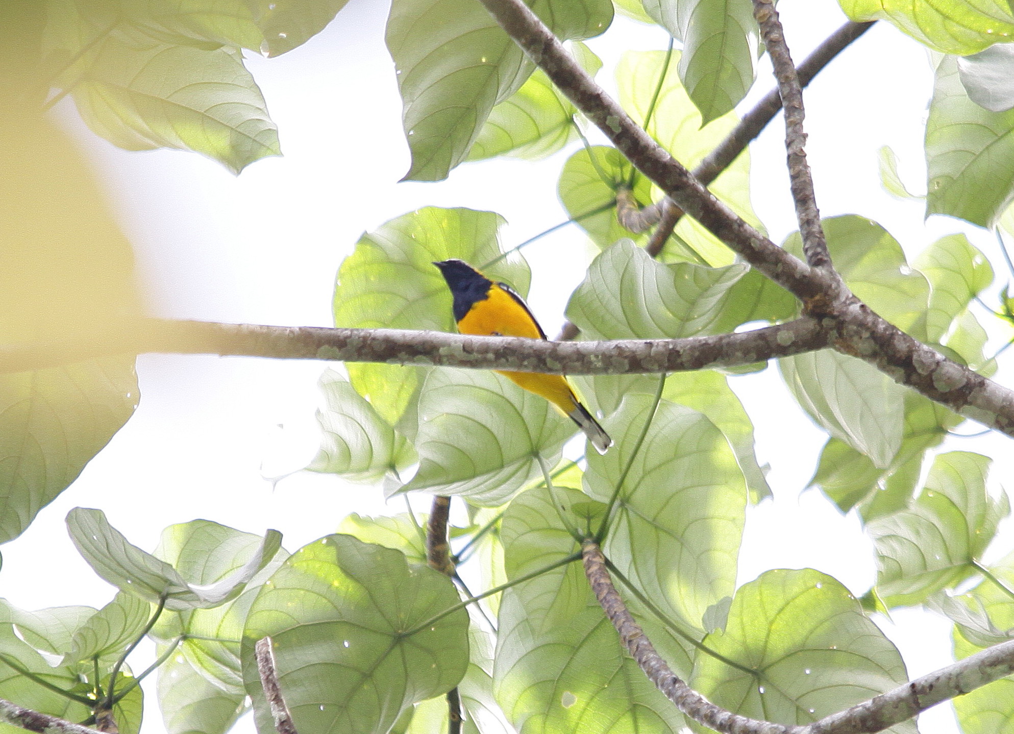 Pretty Golden cuckoo-shrike