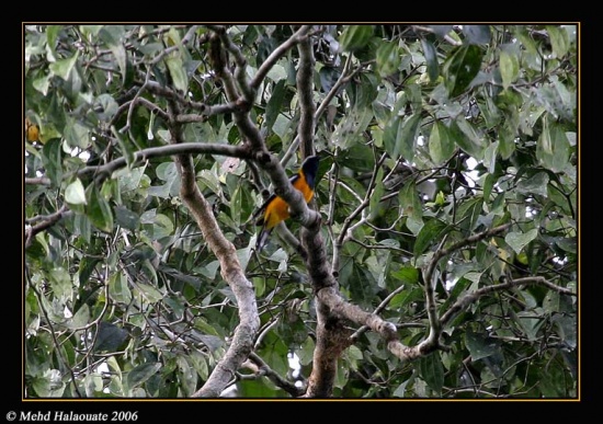 Pretty Golden cuckoo-shrike