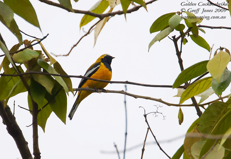 Pretty Golden cuckoo-shrike