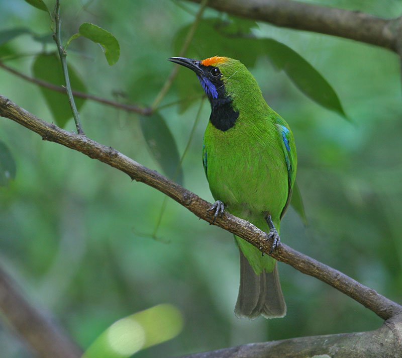 Golden-fronted leafbird