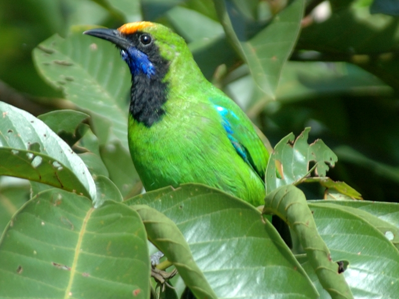 Pretty Golden-fronted leafbird