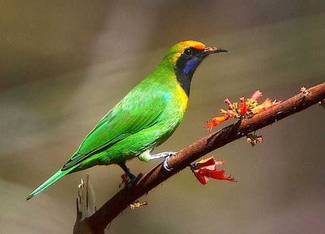 Pretty Golden-fronted leafbird
