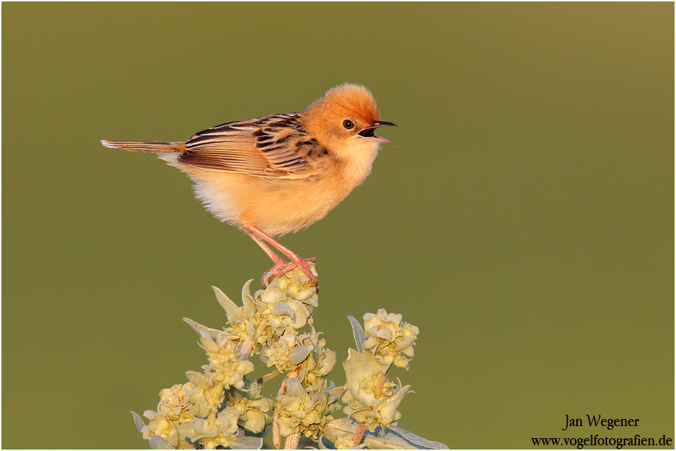 Golden-headed cisticola