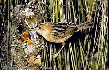 Pretty Golden-headed cisticola