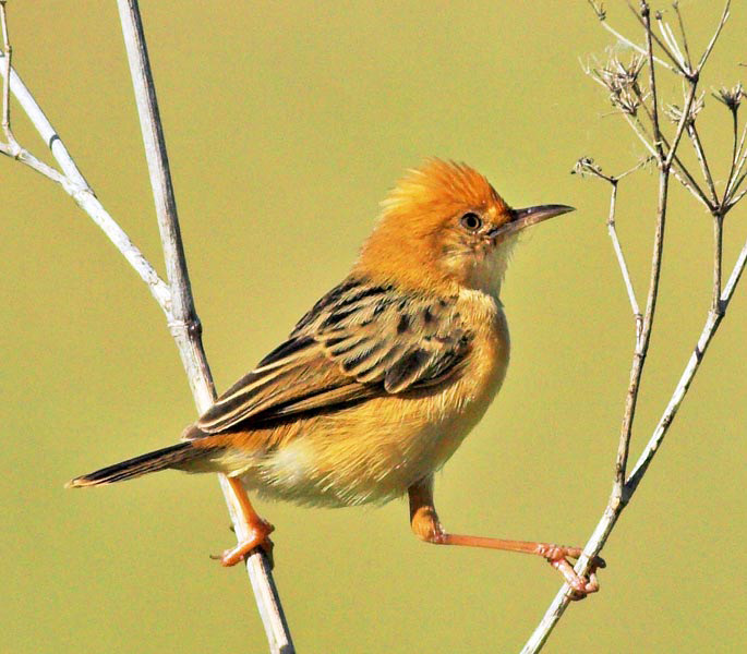 Pretty Golden-headed cisticola