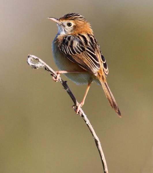 Pretty Golden-headed cisticola
