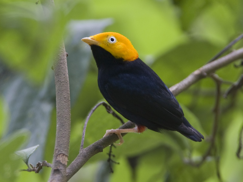 Golden-headed manakin