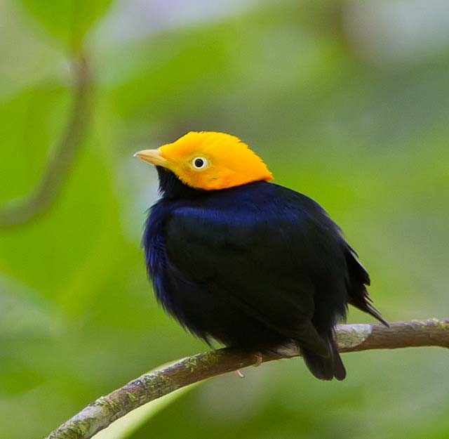 Pretty Golden-headed manakin